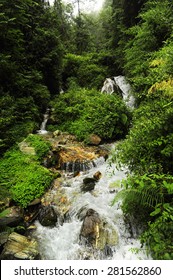 Nepal Jungle