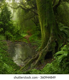 Nepal Jungle