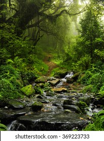 Nepal Jungle