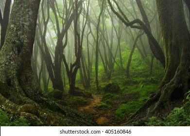 Nepal Jungle