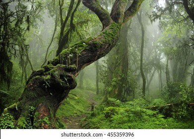 Nepal Jungle