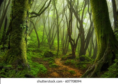 Nepal Jungle