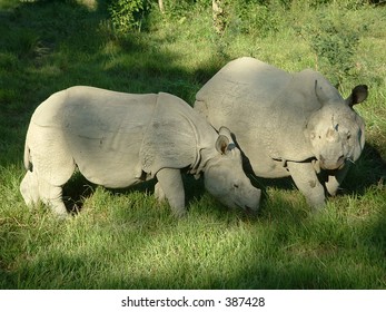 Nepal Jungle (Chitwan), Asian Rhino