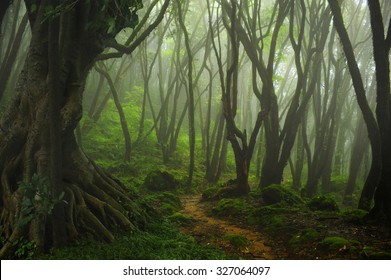 Nepal Jungle Fog