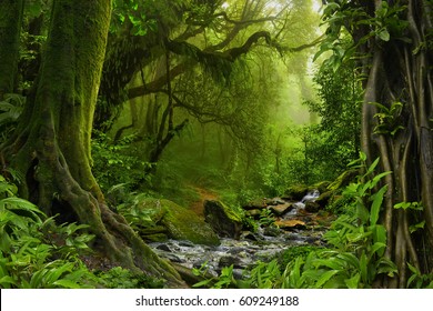 Nepal Jungle With River