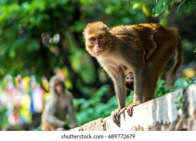 9,532 Monkey Nepal Images, Stock Photos & Vectors 