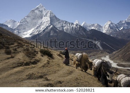 Nepalese landscape, Yaks against top Amadablan
