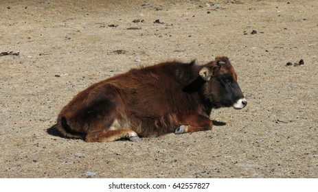 Nepalese Lu Lu Dwarf Cow