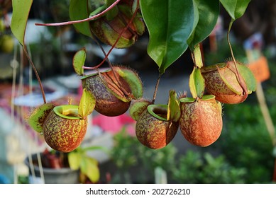 Nepenthe Tropical Carnivore Plant