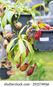 Nepenthes In Black Pot, Nature