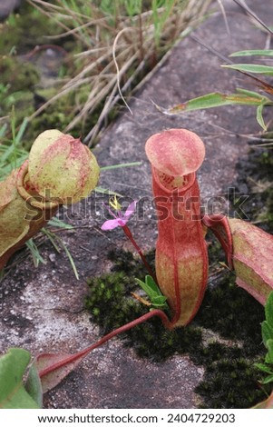 Nepenthes in Bolovane Plateau on October, Laos Imagine de stoc © 