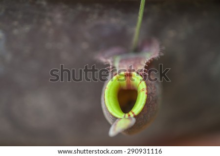 Similar – Image, Stock Photo Garden snail V Leaf