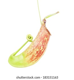 Nepenthes Carnivorous Plant On White Background Stock Photo 183151163 ...