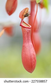 Nepenthes With Fly