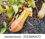 Nepenthes, is a genus of carnivorous plants, also known as tropical pitcher plant or monkey cups, in the monotypic family Nepenthaceae. Tropical pitcher plant in the forest.