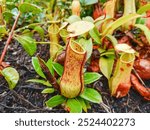 Nepenthes, is a genus of carnivorous plants, also known as tropical pitcher plant or monkey cups, in the monotypic family Nepenthaceae. Tropical pitcher plant in the forest.