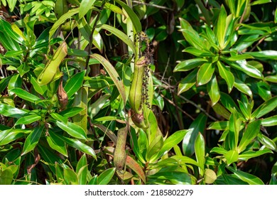 Nepenthes gracilis, or the slender pitcher-plant, is a common lowland pitcher plant that is widespread in Borneo, Cambodia, Peninsular Malaysia, Singapore.