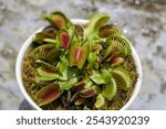 Nepenthes - an insects trapping or insects eaters plant in a pot