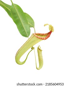 Nepenthes Miranda Pitcher Plant Isolated On White Background With Clipping Path