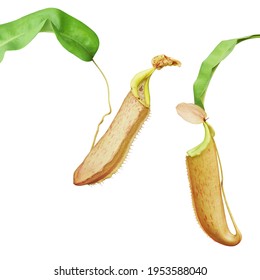 Nepenthes Pitcher Plant Isolated On White Background With Clipping Path