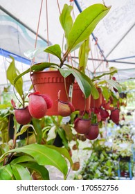 Nepenthes In Pot.