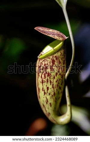 Nepenthes is a type of insectivorous plant