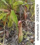 Nepenthes, unique plant, insect eater.