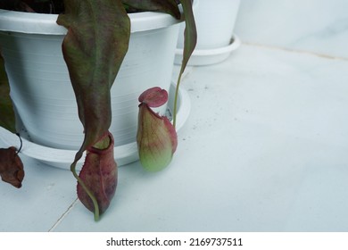 Nepenthes Are In White Pot Growing For Eat Insect