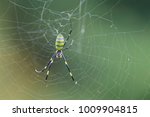 Nephila Clavata, Joro Spider in web. In kawasaki garden, Japan