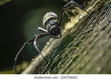 Nephila clavata, also known as the Jorō spider, is a member of the golden orb-web spider genus