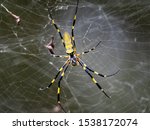 A Nephila clavata, a type of orb weaver spider native to Japan where it is called joro-gumo or joro spider, waits in its web for prey.