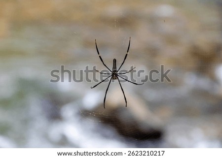Nephila pilipes. Nephila pilipes With Blurried Background. Big Nephila pilipes. Nephila pilipes Spider. Big Spider. 