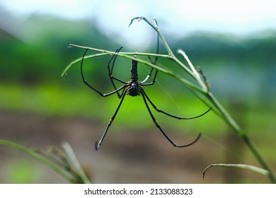 Nephila Pilipes Or Golden Orb Weaver Spider. 