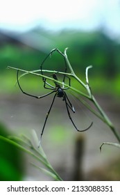 Nephila Pilipes Or Golden Orb Weaver Spider. 