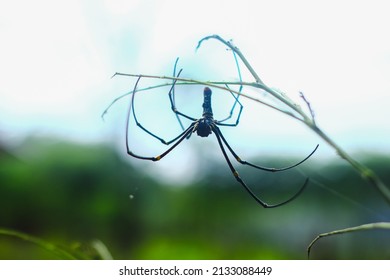 Nephila Pilipes Or Golden Orb Weaver Spider. 