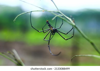 Nephila Pilipes Or Golden Orb Weaver Spider. 