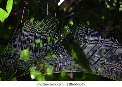 Nephila pilipes (golden silk orb-weavers,giant wood spiders, or banana spiders.) ,Closeup of giant golden orb weaver spider hanging on web with blurred green jungle.wild life,Thailand.