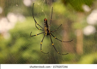 Nephila pilipes also known as giant golden orb weaver is one of the biggest spider in the world, it can be found in almost all Asia to Papua new Guinea and Australia.