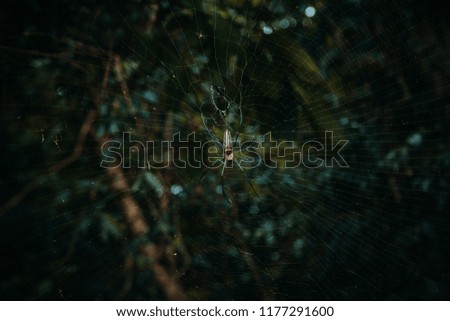 texture of the bark of a tree in nature close up