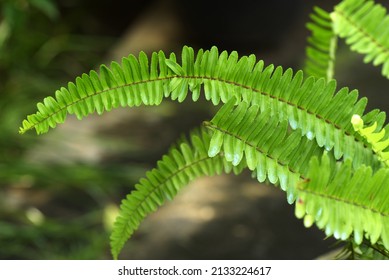 Nephrolepis cordifolia, is a fern native to northern Australia and Asia. It has many common names including fishbone fern, tuberous sword fern, and tuber ladder fern. Selective focus Macro photography