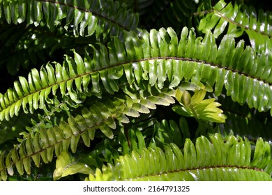 Nephrolepis cordifolia fern native to northern Australia and Asia. Common names: fishbone, tuberous sword , tuber ladder , erect sword, narrow sword ladder and herringbone fern. Green background