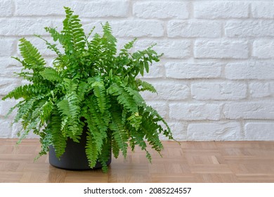 Nephrolepis exaltata, Beautiful potted ferns or Green Lady houseplant on floor by brick wall in living room, home. Nephrolepis exaltata flower - Shutterstock ID 2085224557