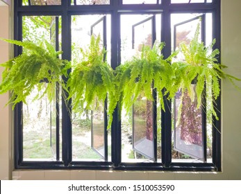 Nephrolepis Ferns, Green Fern Plant In Black Pots Hanging In Row Inside The Room Near Opening Window With Outside Garden Background.