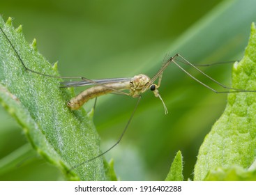 108 Mosquito nephrotoma Images, Stock Photos & Vectors | Shutterstock