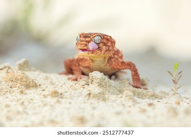 Nephrurus amyae or centralian rough kknob-tailed gecko. iBeautiful gecko on sand and stone. Very cute animal. Isolated, hot day, sun, dry. Gorgeous eyes, smiley face, nice colors, orange and brown. - Powered by Shutterstock