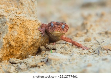 Nephrurus amyae or centralian rough kknob-tailed gecko. iBeautiful gecko on sand and stone. Very cute animal. Isolated, hot day, sun, dry. Gorgeous eyes, smiley face, nice colors, orange and brown. - Powered by Shutterstock