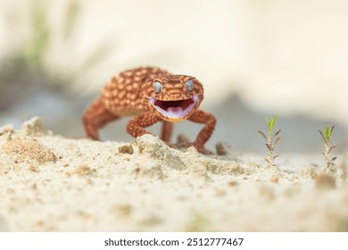 Nephrurus amyae or centralian rough kknob-tailed gecko. iBeautiful gecko on sand and stone. Very cute animal. Isolated, hot day, sun, dry. Gorgeous eyes, smiley face, nice colors, orange and brown. - Powered by Shutterstock