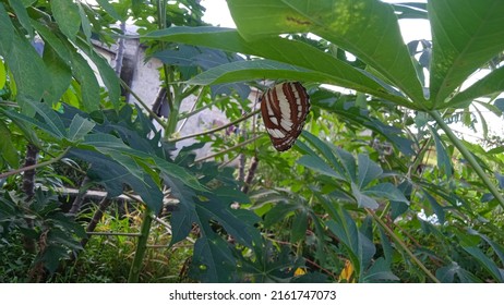 Neptis Sappho Under A Leaf