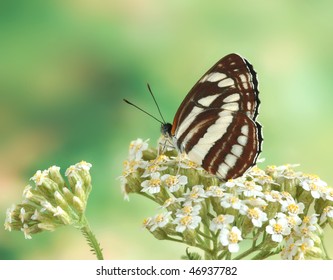 Neptis Sappho (underside)