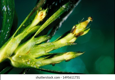 Neptune Grass Endemic Of Mediterranean Sea